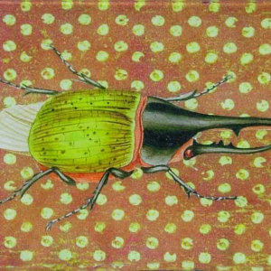 5″ x 8″ Platter – Beetle