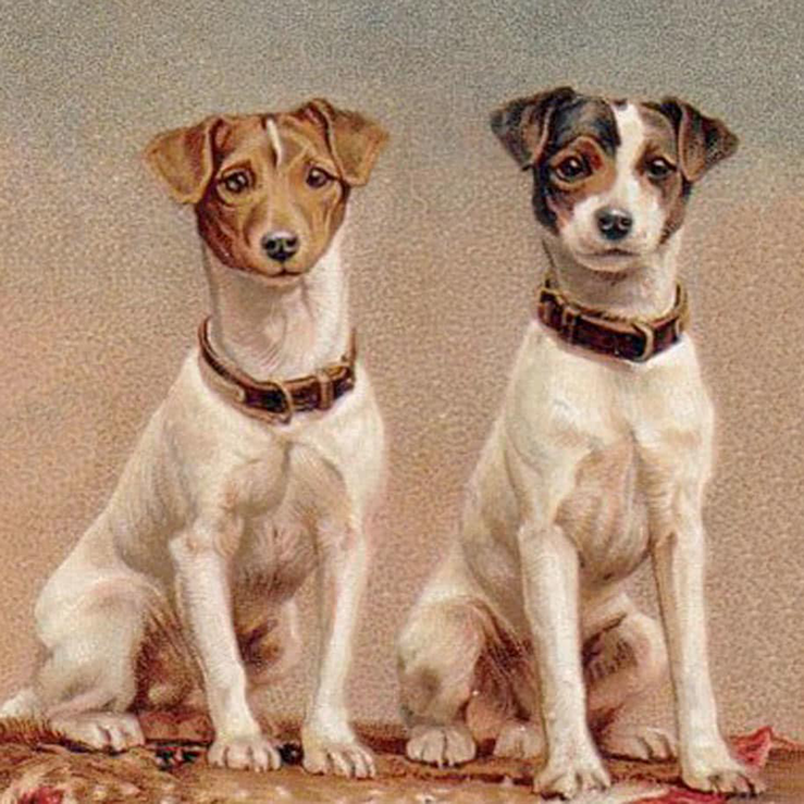 6″ Plate – Fox Terriers