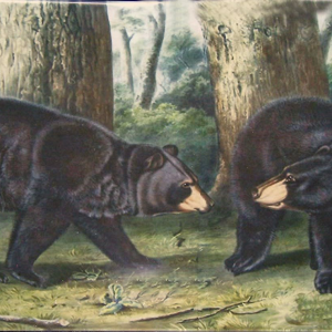 6″ x 10″ Platter – Audubon Bears