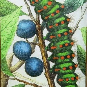 6″ x 10″ Platter – Caterpillar