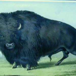 6″ x 10″ Plater – Catlin Buffalo
