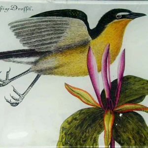 6″ x 10″ Platter – German Bird