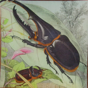 8″ Plate – Staghorn Beetle